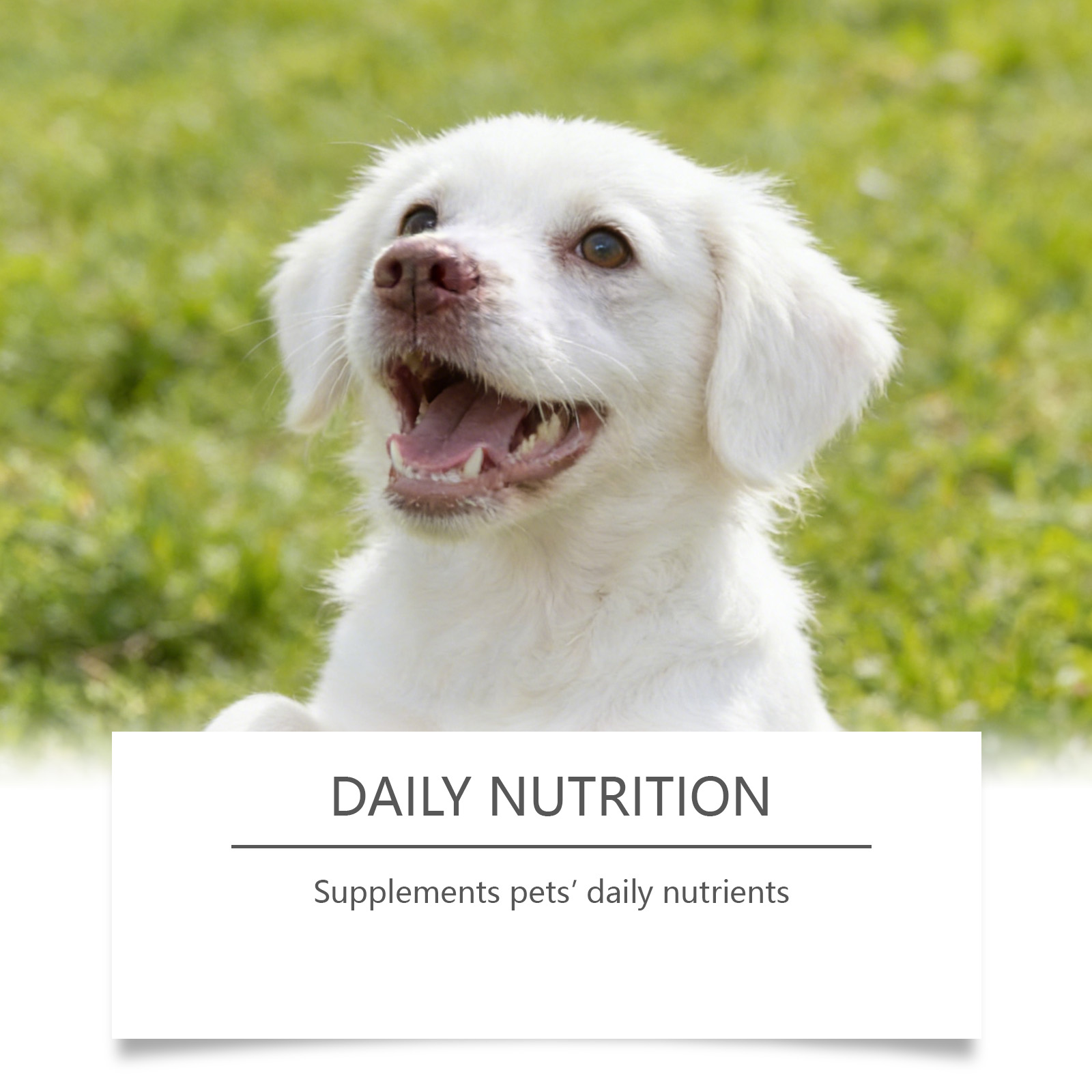 Hunde-Taurin-Pulver Leicht Mis – Wellness Health Nutrition Bewertung und Preis