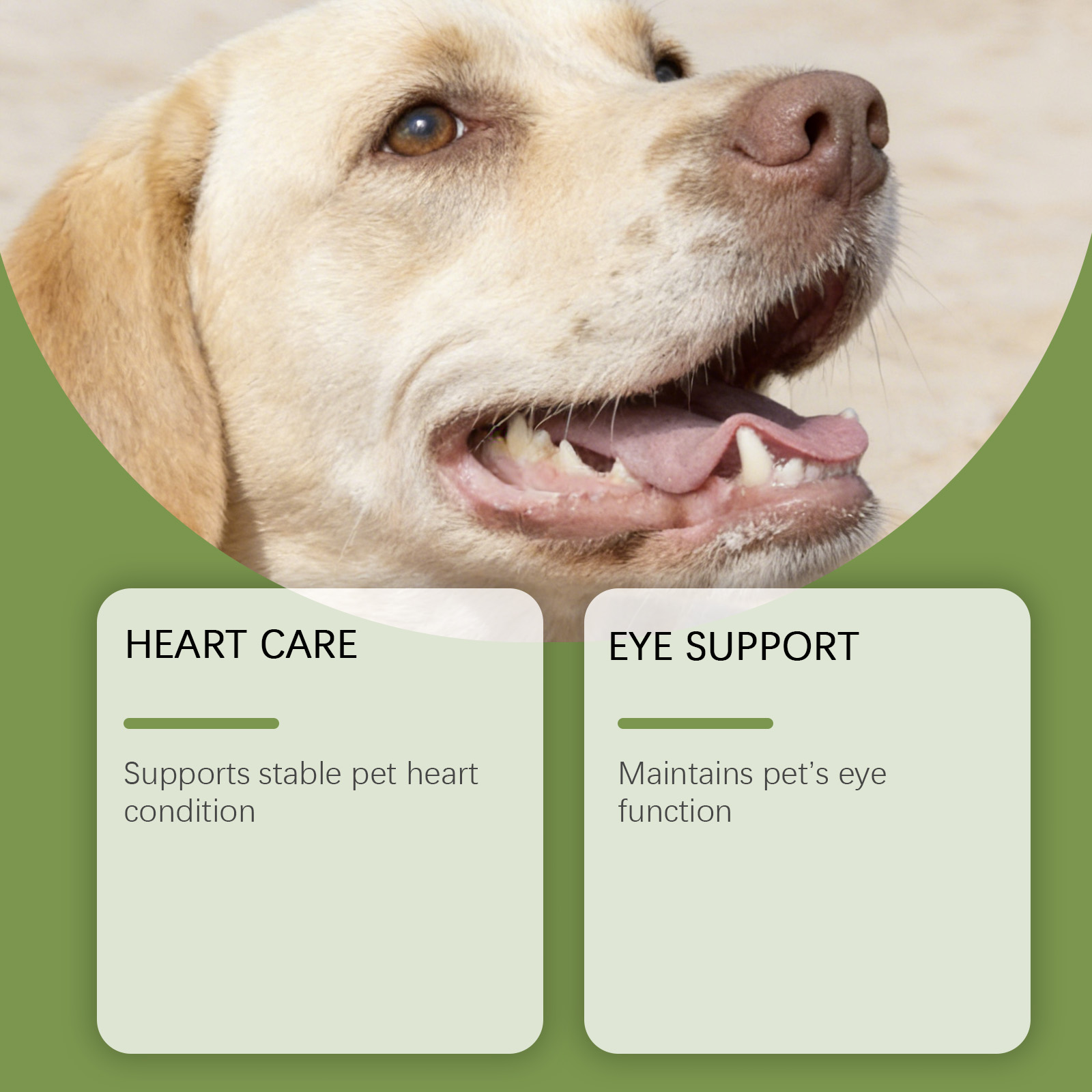 Hunde-Taurin-Pulver Leicht Mis – Wellness Health Nutrition Bewertung und Preis